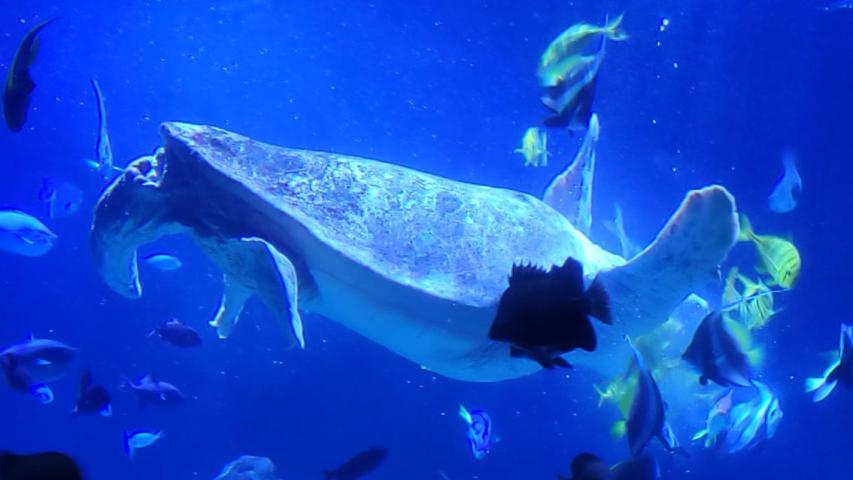 Schildkröte im Aquarium